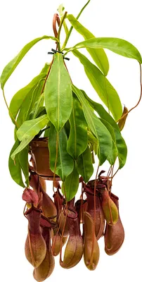 Obrázek produktu pro Gardners Nepenthes - závěs, průměr 14 cm