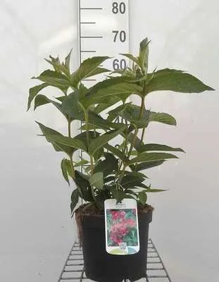 Produktbild von Weigela hybr. 'Bristol Ruby' - Weigelie 50- 60 cm - Container