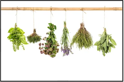 Produktbild von Wallario Wandbild Verschiedene Kräuter an der Leine, Größe: 61 x 91,50 cm, Poster mit schwarzem Aluminiumrahmen