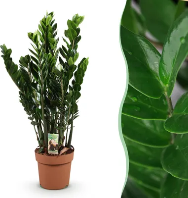 Image de Green boutiQ - Plantes d'intérieur - Zamioculcas - Plante ZZ - Peu d'entretien - Vert - 1 Plante - Pot de 21 cm - Hauteur 80-90 cm