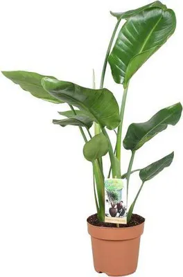 Zdjęcie produktu dla Strelitzia drzewiasta - Strelitzia Nicolai - gigantyczny biały kwiat rajskiego ptaka - tropikalna roślina doniczkowa - łatwa w pielęgnacji i dekoracyjna - Ø17 cm - ok. 60 cm wysokości