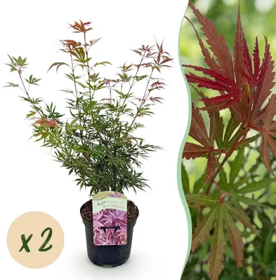 Image de Plante de terrasse - Erable Japonais - Acer palmatum Jerre Swarts - Rouge foncé - 2 Plantes - Caduque - 60-70cm - Ø25cm - Plante de jardin