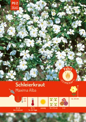 Produktbild von Pabst Keimkraft - Schleierkraut Maxima Alba Samen - 173545