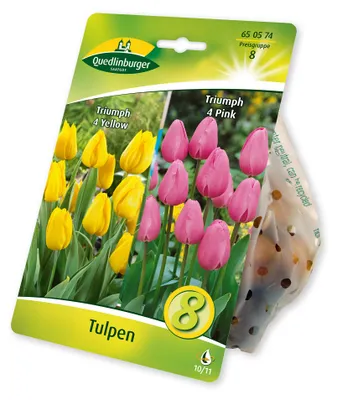 Produktbild von Tulpen Mix Gelb Pink (8 Stück) | Tulpenzwiebeln von Quedlinburger