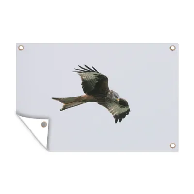 Obrázek produktu pro MuchoWow® Zahradní plakáty - Draví ptáci - Létající - 60x90 cm - Zahradní dekorace