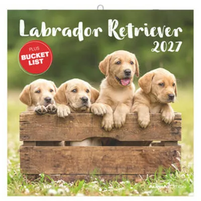 Immagine prodotto di Labrador Retriever 2027