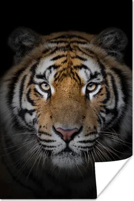 Produktbild von MuchoWow® Poster Tiger - Wildtiere - Porträt - Schwarz - Tiere 60x90 cm - Wanddekoration