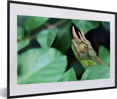 Produktbild von MuchoWow® MuchoWow® Gerahmtes Poster Verstecktes Chamäleon zwischen den Blättern 60x40 cm - Poster mit zchwarzem Bilderrahmen - Schlafzimmer - Plakat in Rahmen - Drucken