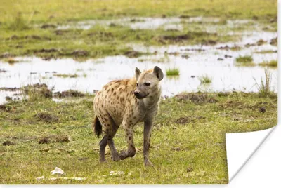 Produktbild von MuchoWow® Poster Hyäne - Safari - Wasser 180x120 cm - Fotoplakat