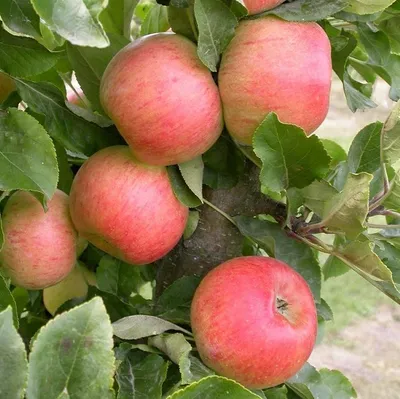 Produktbild von Säulenapfel `Rhapsodie´ - kräftiger, zweijähriger Säulenobstbaum - 60-100cm im 7,5 Liter Topf