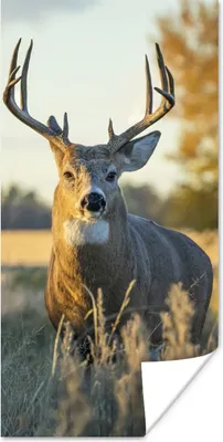 Produktbild von MuchoWow® Poster Hirsche - Gras - Herbst - Geweih - Natur - Tiere 20x40 cm - Plakat - Foto