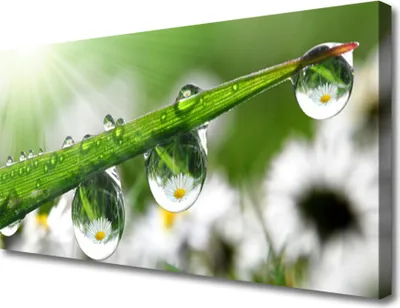 Produktbild von Tulup Leinwand-Bilder 100x50 Wandbild Canvas Kunstdruck Gras Tautropfen Natur