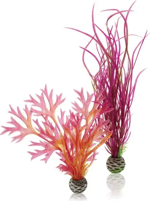 Obrázek produktu pro biOrb Plant set M red & pink
