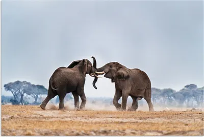 Produktbild von MuchoWow® Poster Elefant - Tiere - Flachland - Natur 60x40 cm - Schlafzimmerdekoration