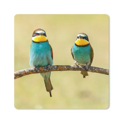 Produktbild von MuchoWow® Mauspad Mousepad Vögel - Tiere - Bienenfresser 20x20 cm - Mousepads - Maus Mat - Pad - Mausunterlage - Desk Mat - Bureauartikeln