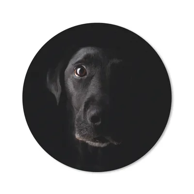 Produktbild von MuchoWow® Mauspad Mousepad Ein schwarzer Labrador Retriever auf schwarzem Hintergrund 20x20 cm - Mousepads - Maus Mat - Pad - Mausunterlage - Schreibtischmatte
