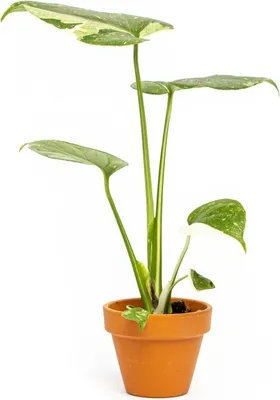 Obrázok produktu pre Gardners Monstera deliciosa variegata Thai Constellation, priemer 6 cm
