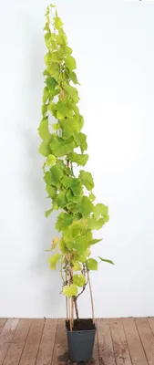Produktbild von Vitis vinifera 'Lakemont', kernlos, süß, 100–125 cm