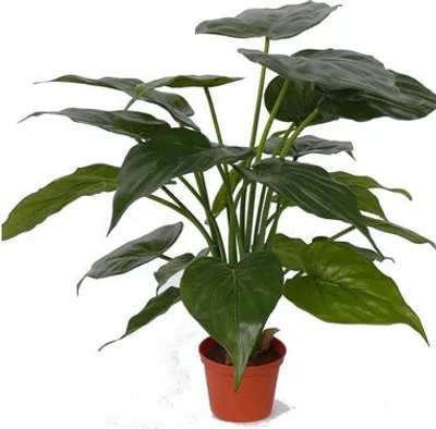 Produktbild von Kunstliche Pflanze - Alocasia Elefantenohr 51cm