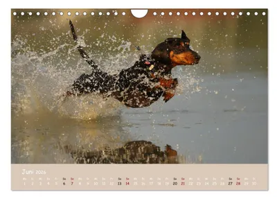 Produktbild von Dackel - lustige Gesellen auf kurzen Beinchen (Wandkalender 2026 DIN A4 quer), CALVENDO Monatskalender
