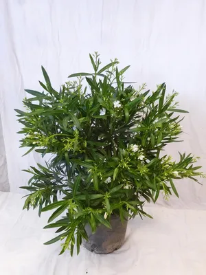 Produktbild von [Palmenlager] - XXL Oleander WEIß 120 cm - Busch - großer 33 cm Ø Topf - Nerium oleander - mediterrane Pflanze