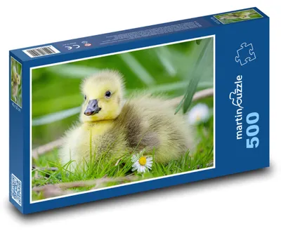 Obrázok produktu pre Puzzle 500 Husička veľká - mláďa - martinpuzzle