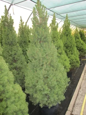 Produktbild von Picea glauca Conica - Zuckerhutfichte Conica - 100-120cm