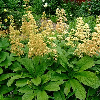 Image de 6 x Rodgersia pinnata - Rodgersia pinnata | Pot 9cm x 9cm