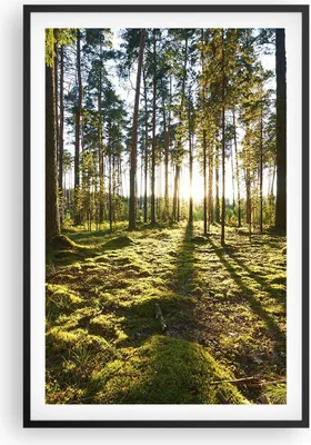 Produktbild von Gerahmtes Poster - Schwarzer Rahmen - Wald Baum Natur - 61x91,5 cm - Wand Bild - Wanddeko - Wandbilder - Kunstposter - Wandposter - Bilderrahmen - Bilder - Kunstdruck - Wandbild - P2BPA61x91-3724