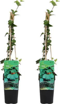 Produktbild von Bloomique - 2er-Set - Hedera Helix - Kleinblättriger Efeu - Immergrün - Kletterpflanzen - Gartenpflanzen - Winterhart - Topf 15 cm - 70-80 cm hoch