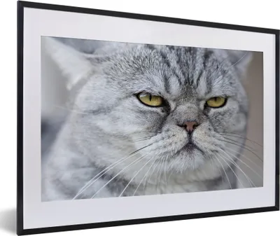 Produktbild von MuchoWow® MuchoWow® Gerahmtes Poster Tier - Katze - Grau 60x40 cm - Poster mit zchwarzem Bilderrahmen - Schlafzimmer - Plakat in Rahmen - Drucken