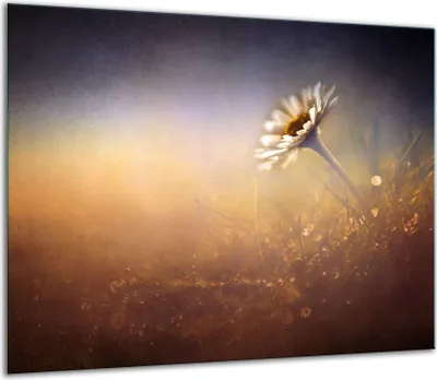 Obrázek produktu pro Kryt varné desky Skleněný kryt varné desky Splashback 60x52cm Flower