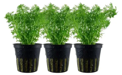 Produktbild von Aquarium Pflanze 3 Stück Limnophila sessiliflora AquaOne Nr.347 einfache Wasserpflanze