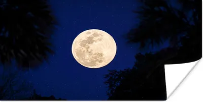 Produktbild von MuchoWow® Poster Mond - Bäume - Nacht 40x20 cm - Poster für die Wand - Poster Schlafzimmer