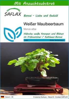 Produktbild von SAFLAX - Weißer Maulbeerbaum - Morus alba - 200 Samen - Mit keimfreiem Anzuchtsubstrat
