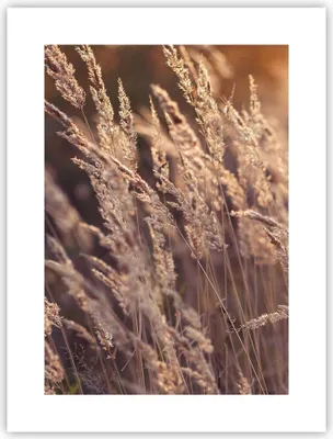 Produktbild von Poster - Poster ohne Rahmen - Boho Ähren Feld - 30x40 cm - Wand Bild - Wanddeko - Wandbilder - Kunstposter - Wandposter - Bilder - Kunstdruck - Wanddekoration - Wandbild - P2XPA30x40-4838