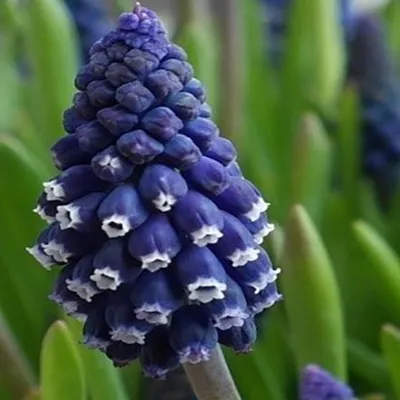 Produktbild von Muscari Blumenzwiebeln Zwiebeln Blumen Traubenhyazinthe Joyce Spirit 10 St.