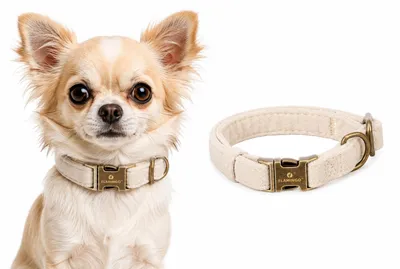 Image de Collier pour chien Flamingo Janka beige, taille : XS