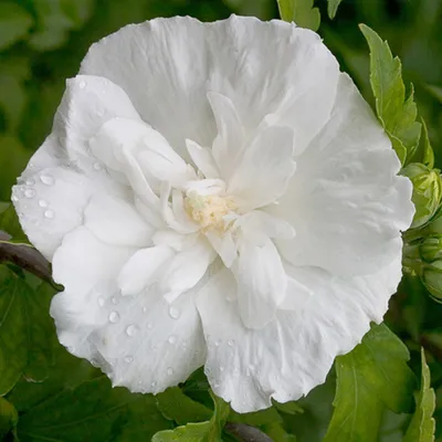 Produktbild von Hibiskus Wildform - Hibiscus syriacus 'White Chiffon' | 40-60 cm in Container