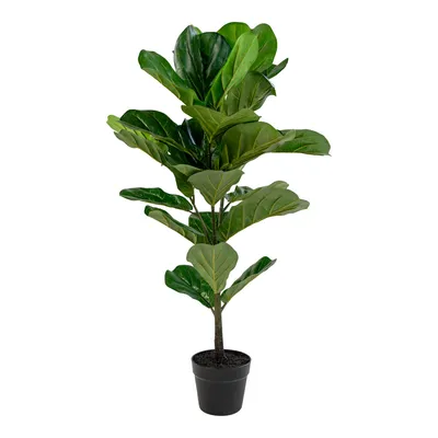 Produktbild von Fiddle Leaf Baum