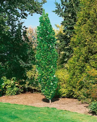 Produktbild von Liriodendron tulipifera 'Fastigiatum', Tulpenbaum, 100–125 cm
