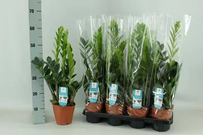 Immagine prodotto di Pianta della fortuna Zamioculcas, Ø14cm, altezza 65cm. Pianta da appartamento