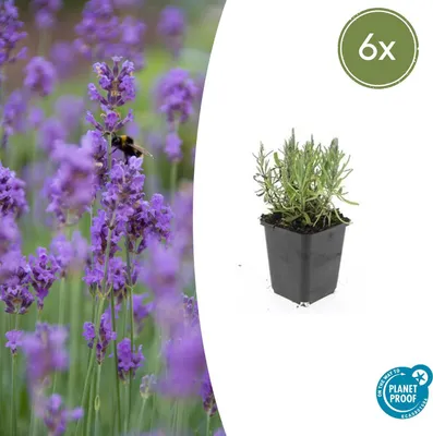 Zdjęcie produktu dla Sadzonka lawendy – Lavandula angustifolia 'Munstead' – Lawenda prawdziwa – Doniczka 9 cm – Zestaw 6 sadzonek