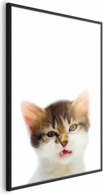 Produktbild von Posterpapier Poster - Annoyed Cat 40x60 cm Für Kinder g-B-0100-ao-a