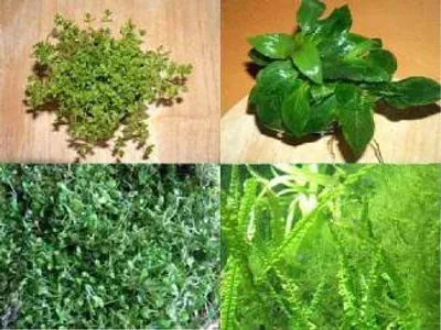 Produktbild von Vordergrundsortiment, 4 Sorten Wasserpflanzen