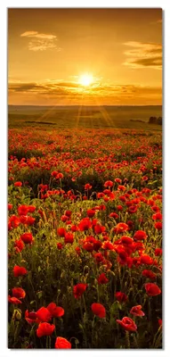 Produktbild von Wallario selbstklebende Türtapete 100 x 220 cm - Mohnblumenwiese bei Sonnenuntergang am Abend - Abwischbar, rückstandsfrei zu entfernen