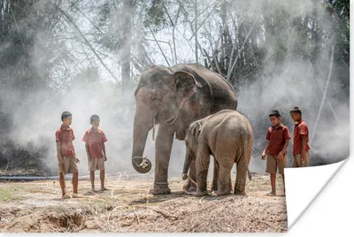 Produktbild von MuchoWow® Poster Elefanten in Thailand 120x80 cm - Bilder