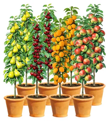 Produktbild von BALDUR Garten 8er Säulenobst-Set 'Naschgarten', Set bestehend aus je 2x Birne, Süß-Kirsche, Aprikose & Apfel, platzsparendes, schlank wachsendes Säulenobst, winterhart, reichtragende Sorten