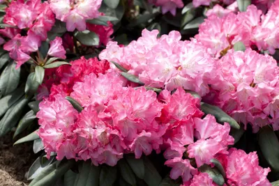 Produktbild von Rhododendron yakushimanum 'Anuschka', rosa Blüten, 40–50 cm