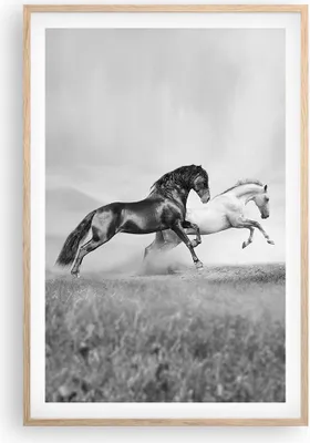Produktbild von Gerahmtes Poster - Rahmen in heller Eiche - Pferde Tiere Galopp Wiese - 61x91,5 cm - Wand Bild - Wanddeko - Wandbilder - Wandposter - Bilderrahmen - Bilder - Kunstdruck - Wandbild - P2NPA61x91-2683
